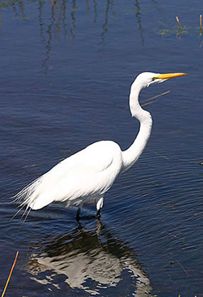 White egret standing in water