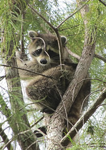 Racoon in a tree